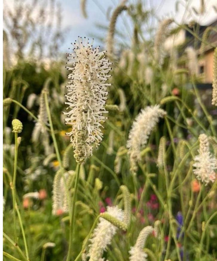 Sanquisorba Canadensis White zaden, Tuin en Terras, Bloembollen en Zaden, Volle zon, Ophalen of Verzenden
