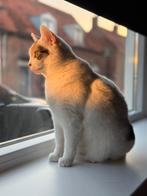 Lapjeskat Lily, Dieren en Toebehoren, Katten en Kittens | Overige Katten, Poes, Kortharig, 6 jaar of ouder