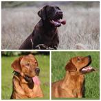 Prachtige labrador pups, nog 2 zwarte teefjes beschikbaar, Dieren en Toebehoren, Honden | Retrievers, Spaniëls en Waterhonden