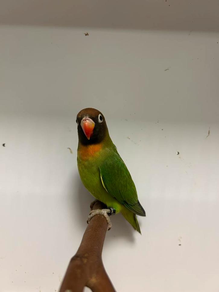 2-2 nigrigenissen, Dieren en Toebehoren, Vogels | Parkieten en Papegaaien, Dwergpapegaai of Agapornis, Geringd