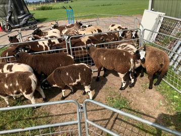 Te koop 7 mooie Bonte ramlammeren beschikbaar voor biedingen