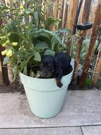 Dwerg teckel langhaar pups black and tan choco tan, 8 tot 15 weken, Dwerg, Meerdere, Meerdere dieren