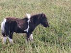 Shetlander veulens, Merrie, Niet van toepassing, A pony (tot 1.17m), 0 tot 2 jaar