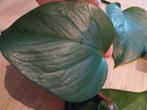 Zeer lange stekken te koop! Philodendron scandes geheelgroen, Huis en Inrichting, Ophalen of Verzenden, Halfschaduw, Minder dan 100 cm
