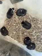 Super mooie zwarte Russische Dwerghamster kleintjes, Meerdere dieren, Hamster, Tam