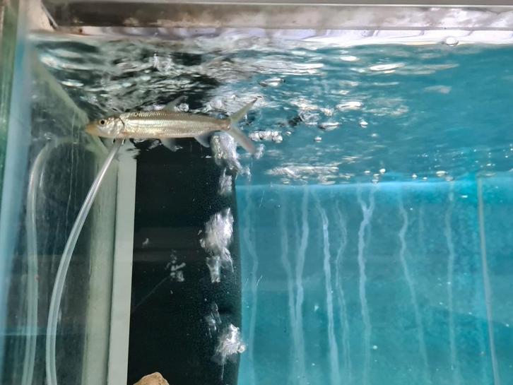 Hydrocynus Goliath Tijgervis, Dieren en Toebehoren, Vissen | Aquariumvissen, Zoetwatervis, Vis