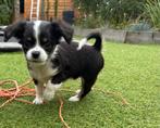 2 ontzettend lieve, vrolijke en prachtige 3/4 chihuahua pups, Rabiës (hondsdolheid), 8 tot 15 weken, Meerdere, Meerdere dieren