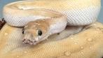 Ball pythons te koop, Dieren en Toebehoren, Reptielen en Amfibieën, Slang, 0 tot 2 jaar