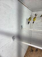 Bergparkieten, Dieren en Toebehoren, Vogels | Parkieten en Papegaaien, Meerdere dieren, Parkiet