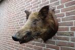 Prachtige grote opgezette wilde zwijnen kop, Verzamelen, Dierenverzamelingen, Ophalen of Verzenden, Zo goed als nieuw, Wild dier