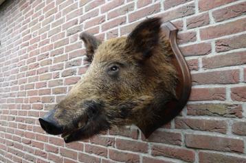 Prachtige grote opgezette wilde zwijnen kop beschikbaar voor biedingen