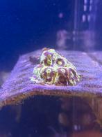 Favia red green lps koraal, Overige typen