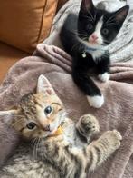 2 lieve broertjes, Kater, 0 tot 2 jaar