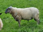 Gezocht  stamboek  bleu du maine Ram  (rond 3 jaar oud), Dieren en Toebehoren, Schaap, Mannelijk