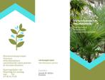 Trachycarpus fortunei  multy stam, Ophalen of Verzenden, Zomer, Overige soorten, Volle zon