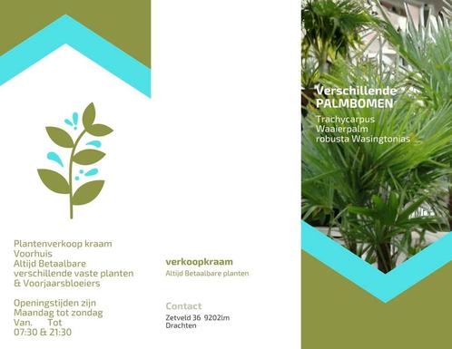 Trachycarpus fortunei  multy stam, Tuin en Terras, Planten | Tuinplanten, Overige soorten, Volle zon, Zomer, Ophalen of Verzenden