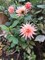 Dahlia pollen - 20 knollen voor 10 euro!, Tuin en Terras, Planten | Tuinplanten, Volle zon, Vaste plant, Zomer, Ophalen