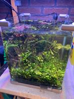 Diverse aquariumplanten (in 1 koop), Dieren en Toebehoren, Ophalen, Zo goed als nieuw, Plant(en), Steen of Hout