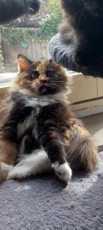 Maine Coon kittens, Dieren en Toebehoren, Meerdere dieren, Ontwormd
