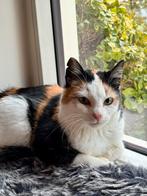 Lief zwervertje zoekt perfect plekje, Dieren en Toebehoren, Poes