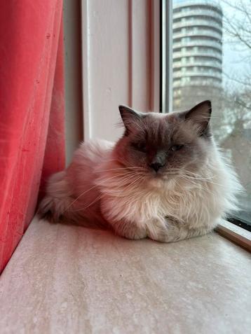Ragdoll dekkater beschikbaar voor biedingen