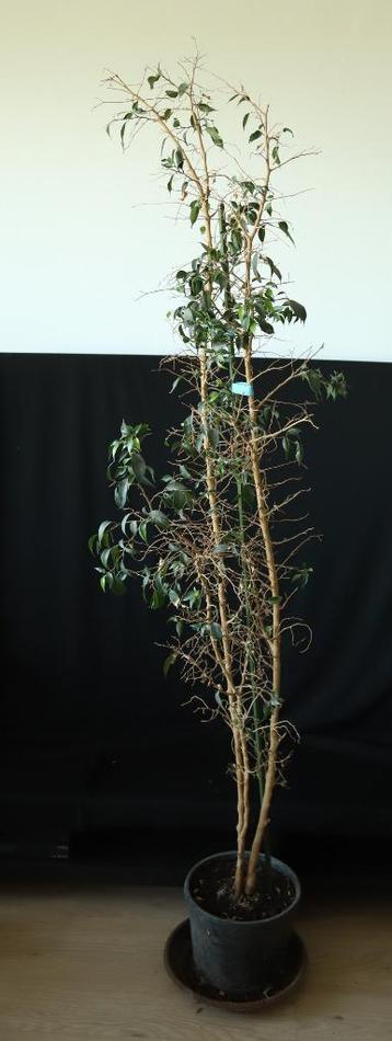 Warangin of treurvijg (Ficus benjamina) beschikbaar voor biedingen