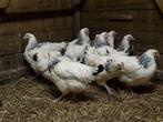 Sussex kippen in verschillende kleuren., Dieren en Toebehoren, Pluimvee, Vrouwelijk, Kip