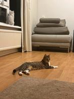 2 lieve katten, alleen samen weg, Dieren en Toebehoren, Meerdere dieren