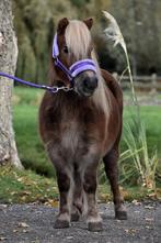 ** LIEVE & MAKKE GROTE 5 JARIGE  SHETLANDER MERRIE**, Dieren en Toebehoren, Pony's