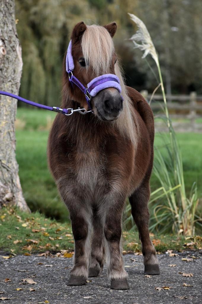 ** LIEVE & MAKKE GROTE 5 JARIGE  SHETLANDER MERRIE**, Dieren en Toebehoren, Pony's