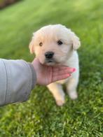 Super lief golden retriever pup reu, Dieren en Toebehoren, Golden retriever, Reu, 8 tot 15 weken, Eén hond