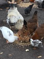 Brutus Haan, Dieren en Toebehoren, Pluimvee, Mannelijk, Kip