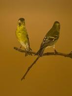 Baardsijs, Dieren en Toebehoren, Vogels | Overige Vogels, Meerdere dieren, Tropenvogel, Geringd