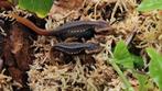 Tylototriton Shanorum lichte variant, Dieren en Toebehoren, Reptielen en Amfibieën, Slang, 0 tot 2 jaar