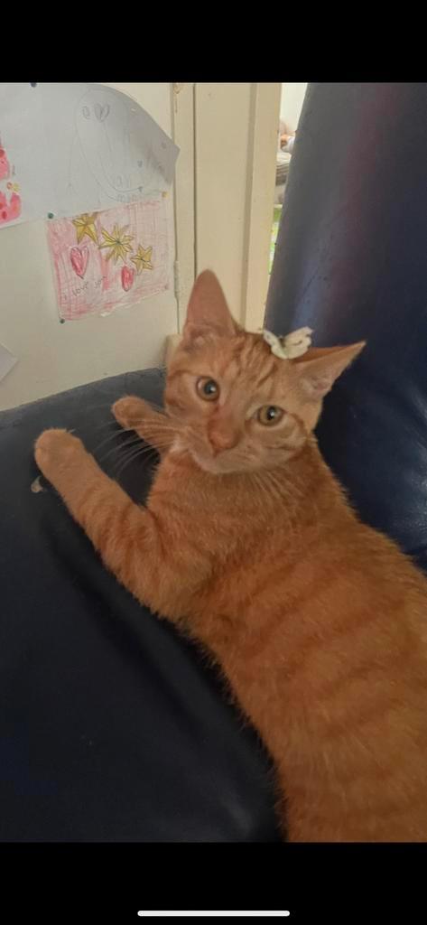 ‼️Lieve, aanhankelijke kater. Zoekt een nieuw huisje‼️, Dieren en Toebehoren, Katten en Kittens | Raskatten | Korthaar, Kater