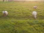 Boeren texelaar., Dieren en Toebehoren, Schapen, Geiten en Varkens, Mannelijk, Schaap