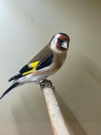 Te koop Majur Putter pop, Dieren en Toebehoren, Vrouwelijk, Wildzangvogel