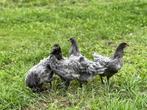 Jonge tamme Australorp kippen Blauw gesekst en ingeënt, Dieren en Toebehoren, Pluimvee, Vrouwelijk, Kip