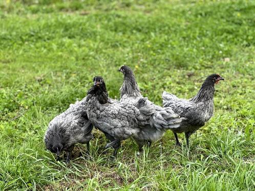 Jonge tamme Australorp kippen Blauw gesekst en ingeënt, Dieren en Toebehoren, Pluimvee, Kip, Vrouwelijk