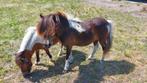 Supermooie chocolade bonte shetland merrie Homozygoot, Merrie, A pony (tot 1.17m), Recreatiepony, Gechipt