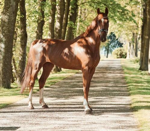 4 jarige Kordaat x Saffraan merrie, Dieren en Toebehoren, Paarden, Merrie, Onbeleerd, 160 tot 165 cm, 3 tot 6 jaar, Tuigpaard