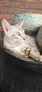 Bengalen met spoed, Dieren en Toebehoren, Katten en Kittens | Raskatten | Korthaar, Poes, Gechipt, 0 tot 2 jaar