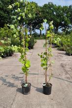 Blauwedruif | Vitis vinifera, Ophalen, Volle zon, Appelboom, 100 tot 250 cm