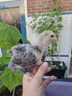 Brahma Kuikens mogen uitvliegen, Dieren en Toebehoren, Pluimvee, Geslacht onbekend, Kip