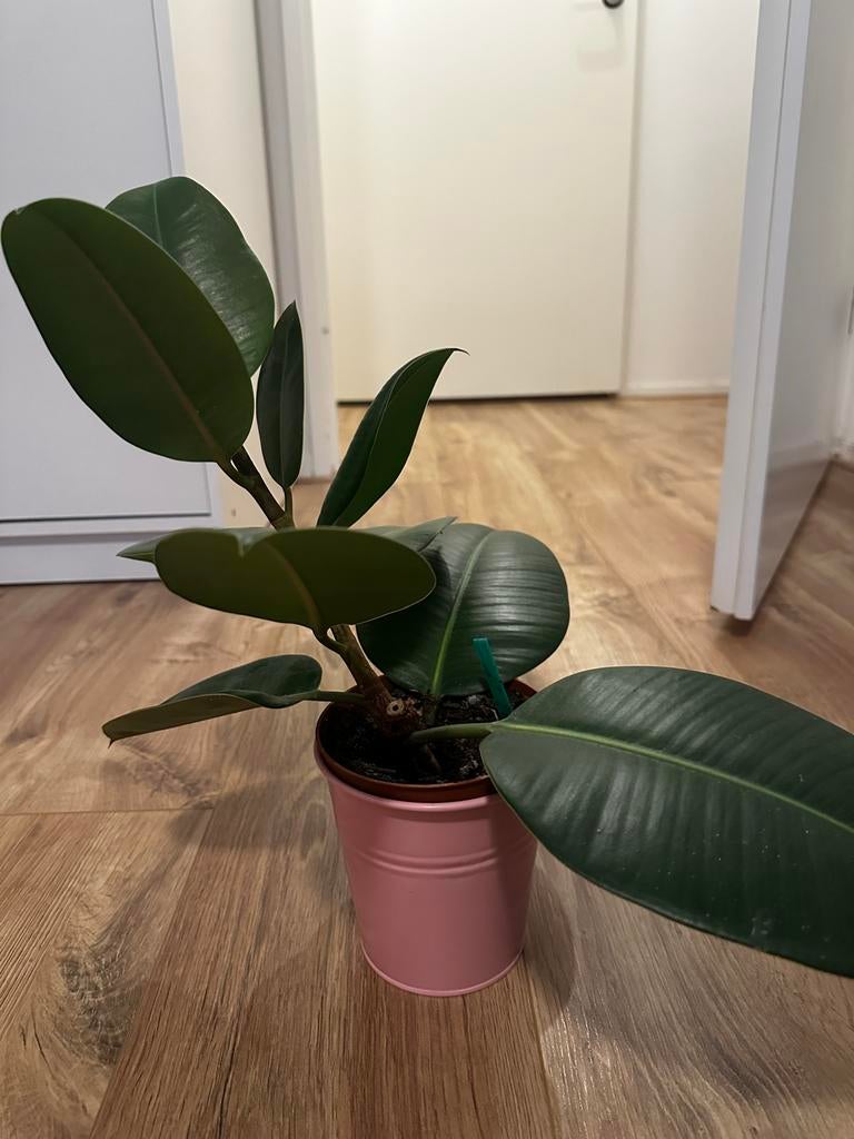 Ficus Elastica Robusta - Rubberplant, Vaste plant, Bloeit niet, Halfschaduw, Ophalen