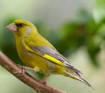 Vogels, Dieren en Toebehoren, Vogels | Kanaries, Mannelijk