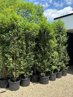 Prunus lusitanica Angustifolia XXXL  pot gekweekt 2 tot 3 m, Ophalen, Laurier, Haag, 250 cm of meer