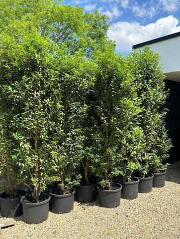 Prunus lusitanica Angustifolia XXXL  pot gekweekt 2 tot 3 m beschikbaar voor biedingen