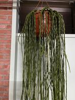 Rhipsalis paradoxa ‘ minor’, Ophalen of Verzenden, Overige soorten, Halfschaduw, 100 tot 150 cm