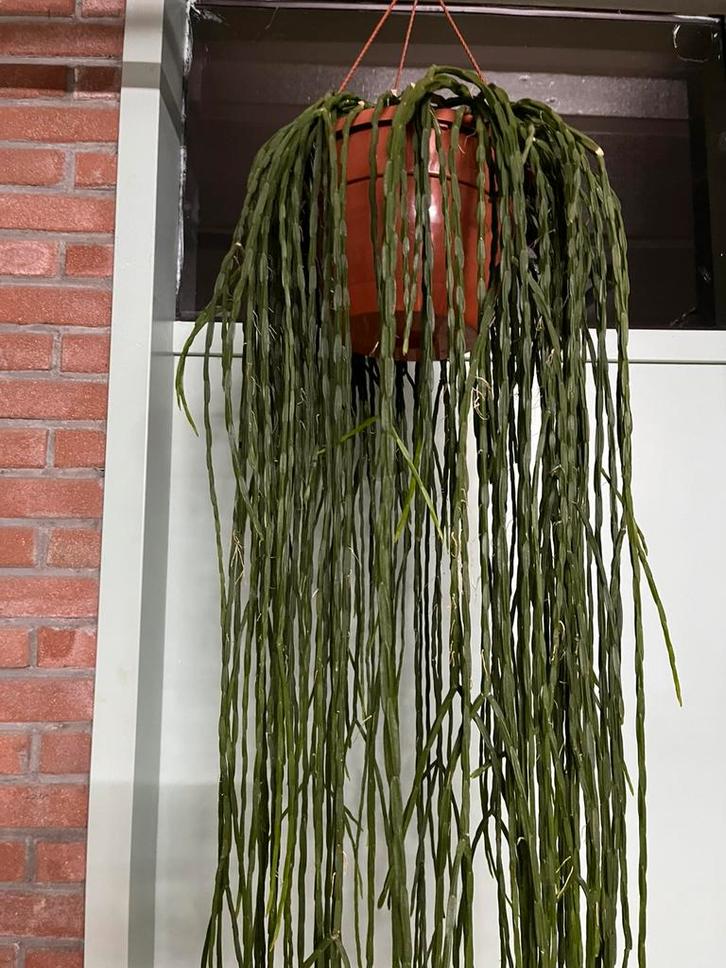 Rhipsalis paradoxa ‘ minor’, Huis en Inrichting, Kamerplanten, Overige soorten, 100 tot 150 cm, Halfschaduw, Ophalen of Verzenden